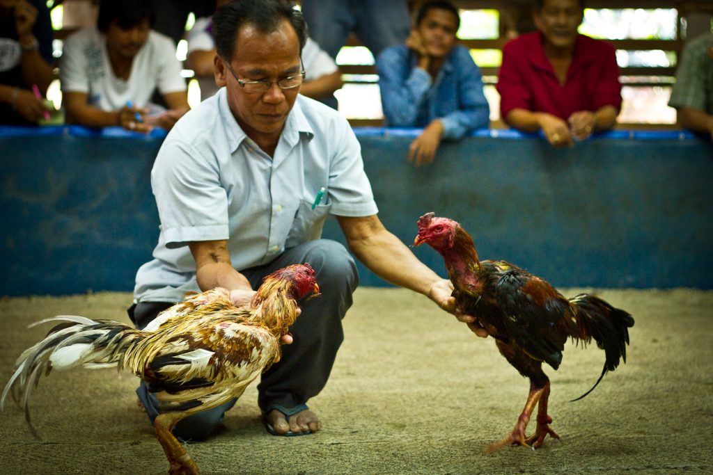 Cockfight Betting